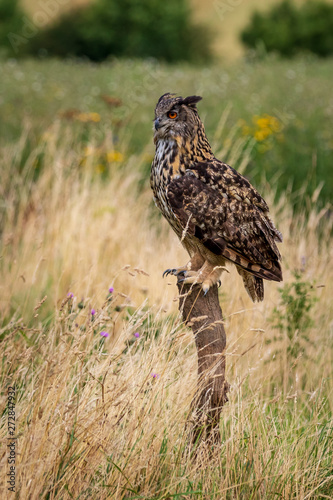 Eagle owl (Bubo bubo) perched