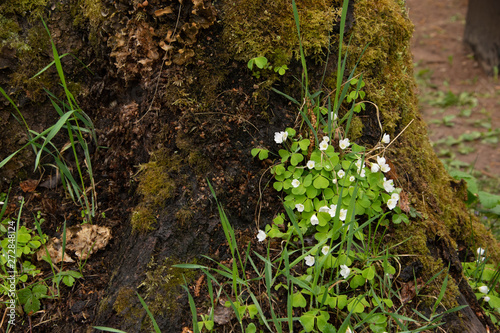 White flowers on the stump