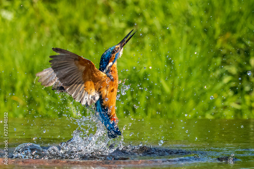 Fototapeta kingfisher (Alcedo atthis)