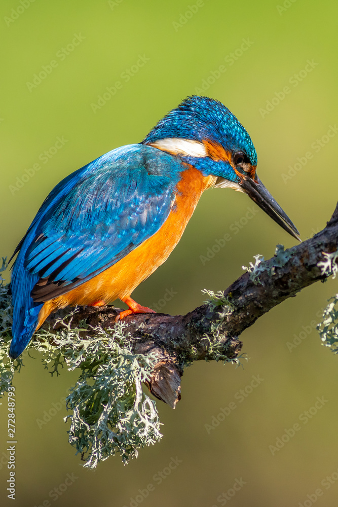 Fototapeta premium zimorodek (Alcedo atthis)