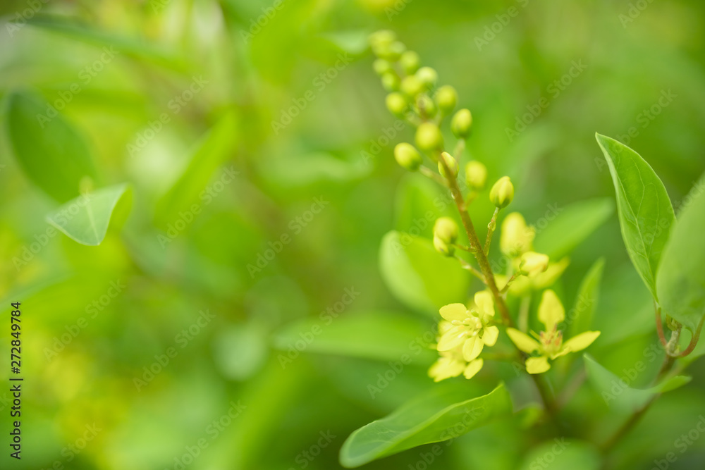 Close up of beautiful little yellow flower with green leaf and blurred greenery nature background. Close up of beautiful little yellow flower with green leaf and blurred greenery nature background.