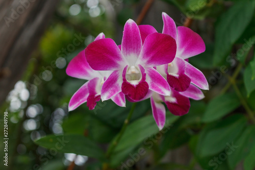 Bright pink orchid in a tropical garden