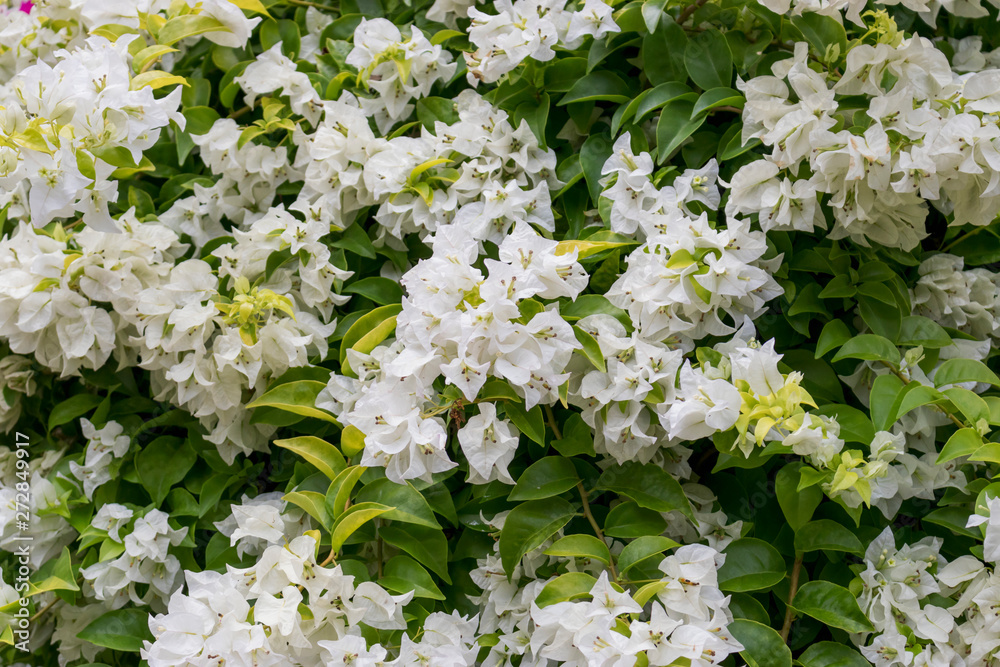 Bright bougainvillea in a tropical garden