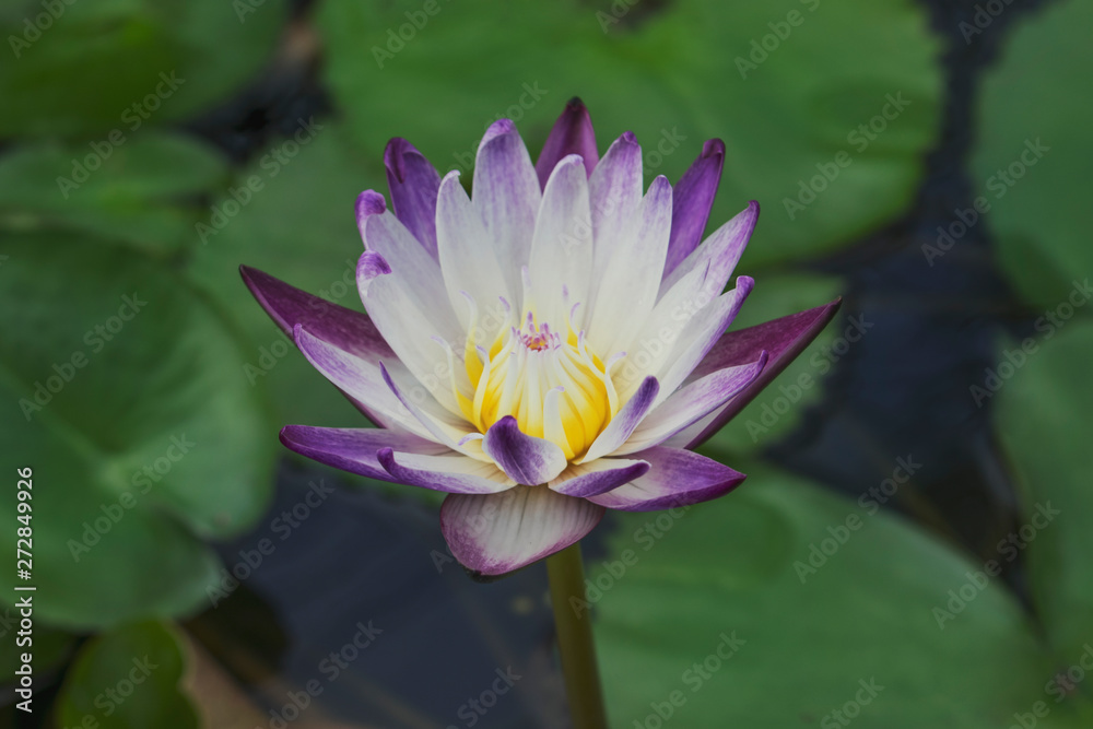 Beautiful water lily in the garden of Thailand Beautiful water lily in the garden of Thailand
