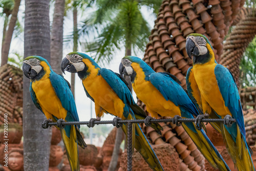 Four macaw parrots sitting on the perch