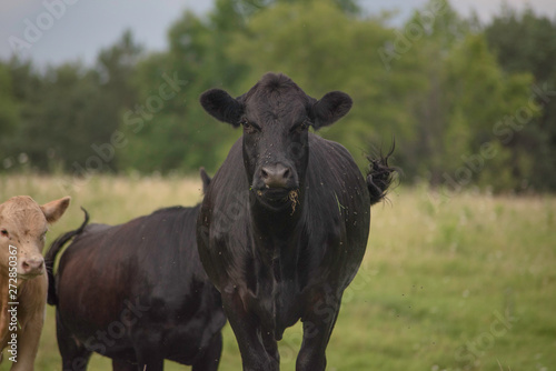 COW IN A FIELD