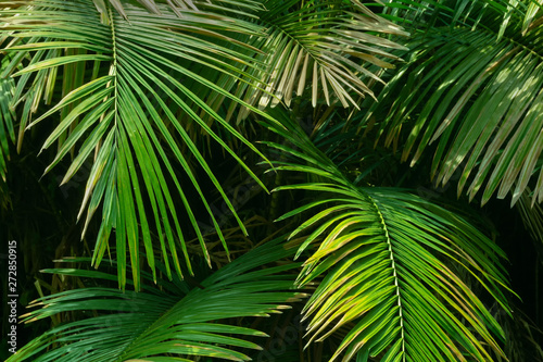 Nature image of green leaves of Palm tree.