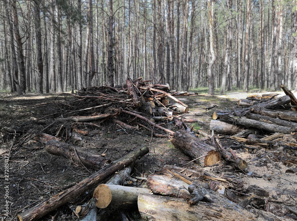 Sawn wood, logs, branches and sticks. Sawn wood, logs, branches and sticks.