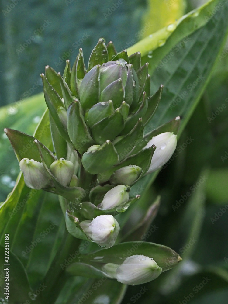 Obraz premium OLYMPUS DIGITAL CAMERA - HOSTA BUD