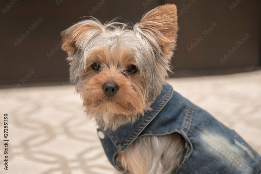 YORKIE PUPPY IN DENIM