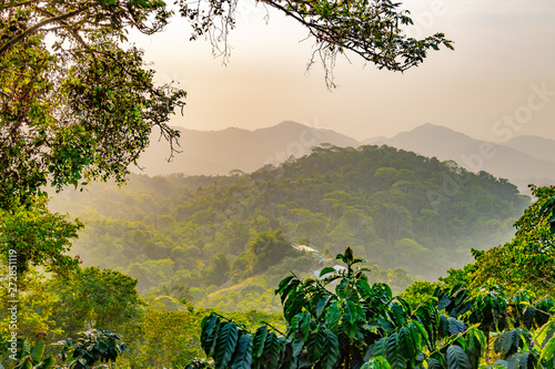 Saftig grünes Blätterdach vom wunderschönen tropischen Regenwald im Küstengebirge Nord Kolumbiens bei Sonnenuntergang	 photo