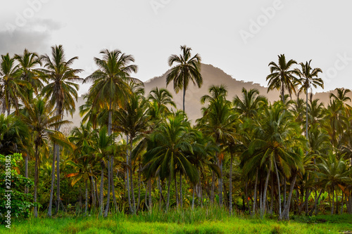 lush green palm forest