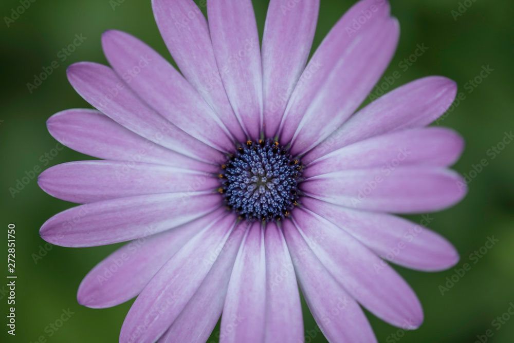 PINK FLOWER PINK FLOWER