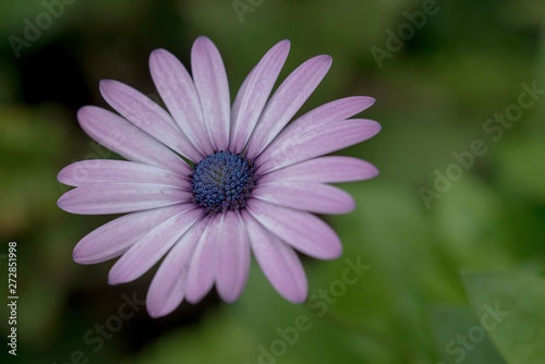 PRETTY PINK FLOWER