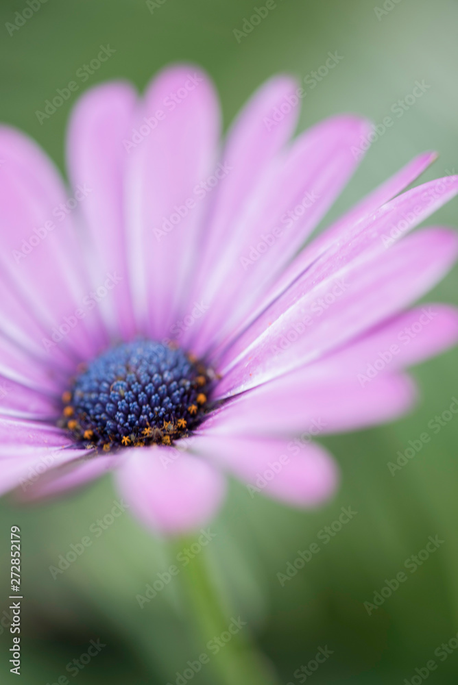 MACRO OF PINKISH PURPLE FLOWER MACRO OF PINKISH PURPLE FLOWER