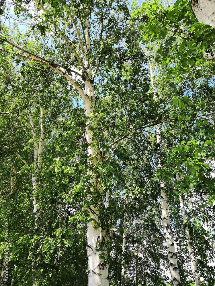 Fototapeta premium tree in spring