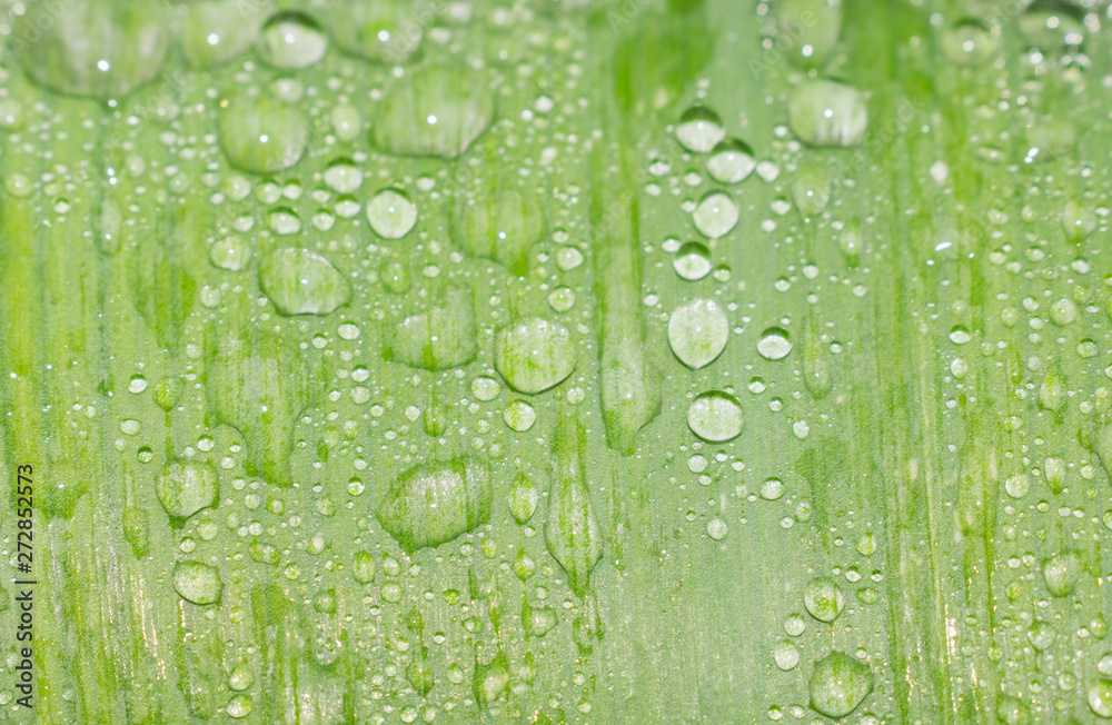 Dew drops on a green leaf after the rain are transparent to the design Dew drops on a green leaf after the rain are transparent to the design