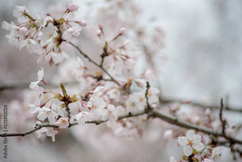 CHERRY BLOSSOMS