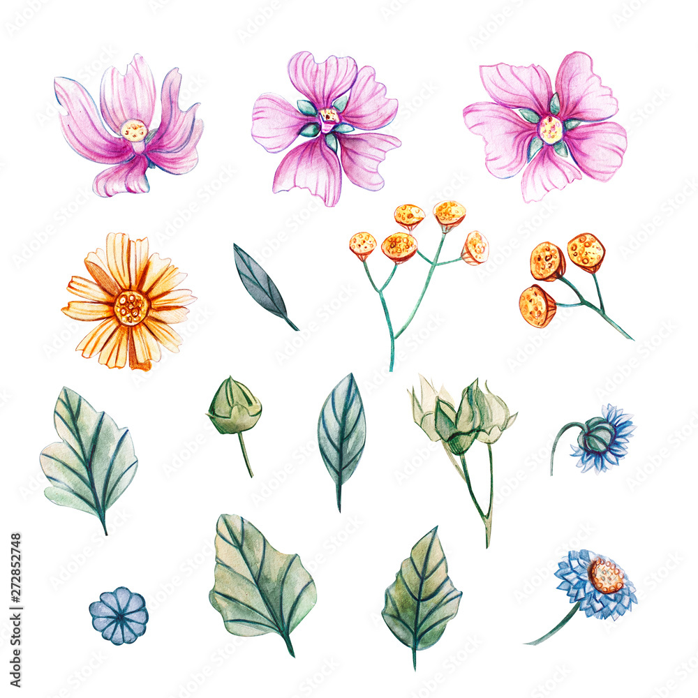 Set of watercolor wildflowers and leaves.