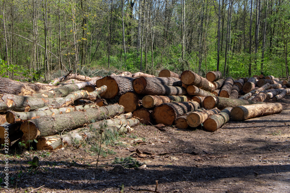 Cutting of the trees, bark beetle calamity, conifer tree logs on pile in woodland Cutting of the trees, bark beetle calamity, conifer tree logs on pile in woodland