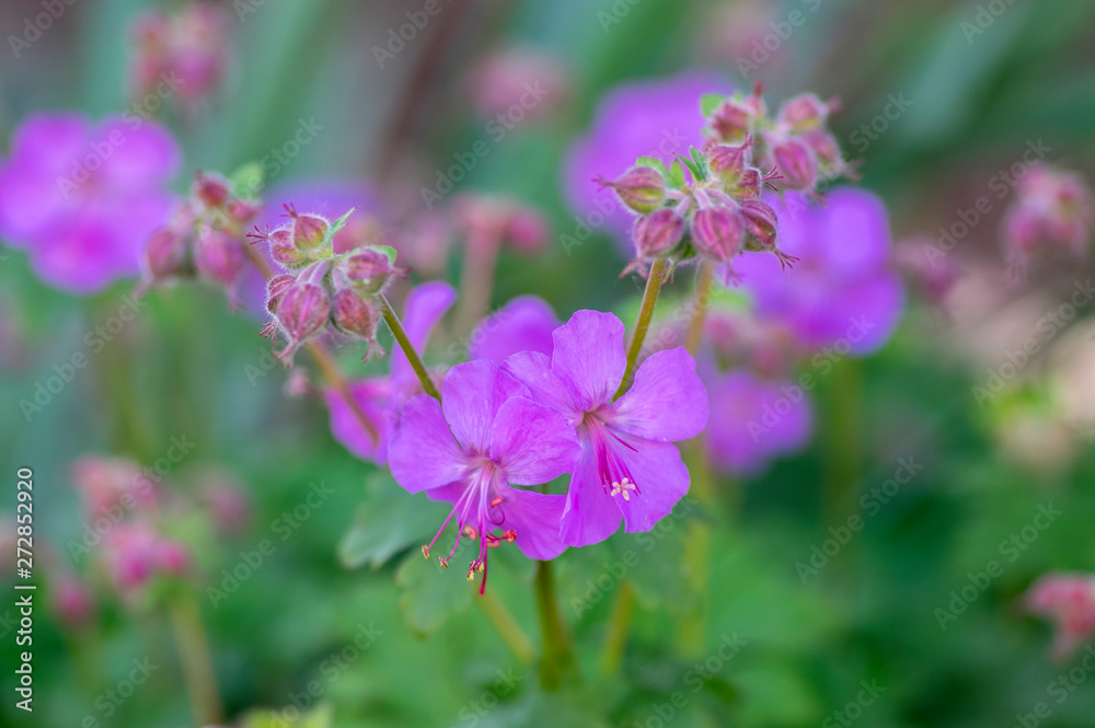 Geranium cantabrigiense karmina flowering plants with buds, group of ornamental pink cranesbill flowers in bloom in the garden