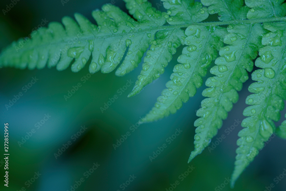 A FERN WITH WATER DROPS