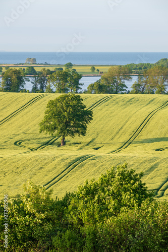 Frühsommerliche grüne Feld-Landschaft an der Ostsee mit Knicks und einem einzelnen Baum, Stöfs Schleswig-Holstein photo