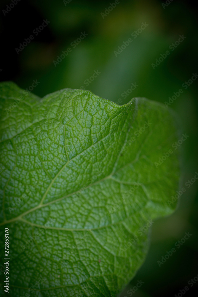LEAF IN MACRO LEAF IN MACRO