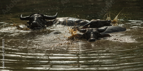 Buffalo soak bathe in river