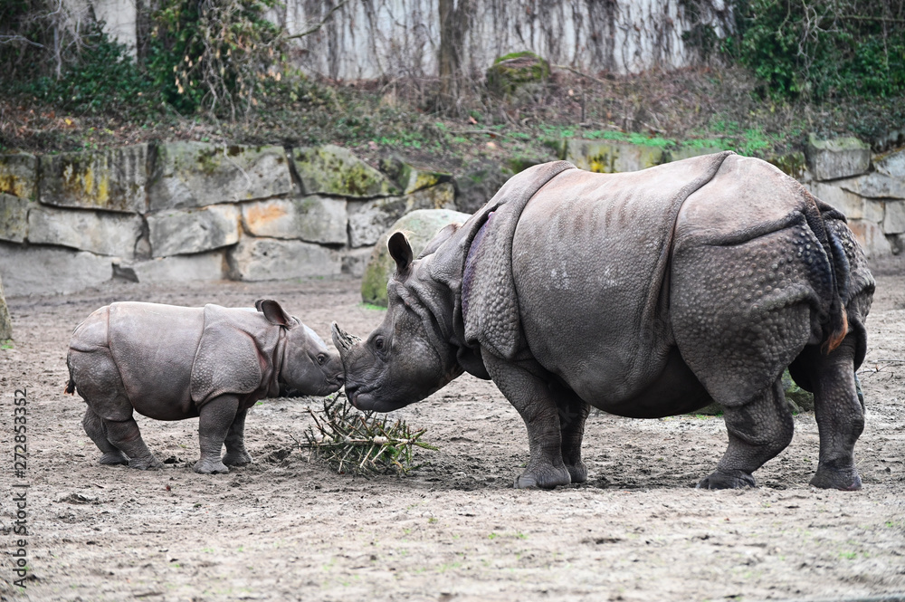 Fototapeta premium mother and baby rhinoceros