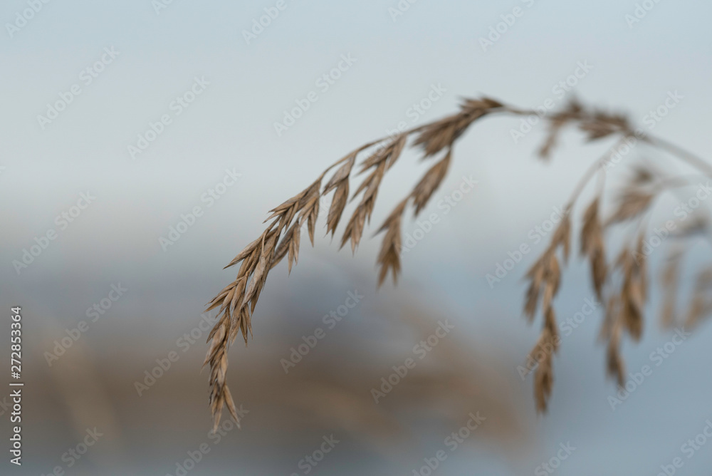 Fototapeta premium WILD GRASS