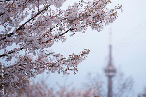 CHERRY BLOSSOMS IN TORONTO