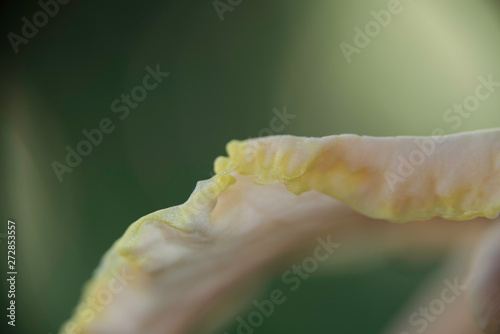 YELLOW FLOWER PETAL photo