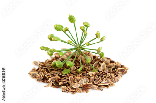 Wild fennel flower with seeds isolated on white.