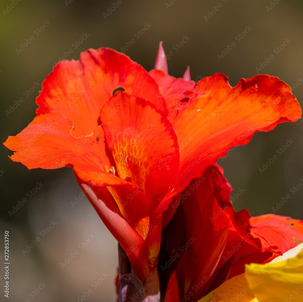 flor vermelha flor vermelha