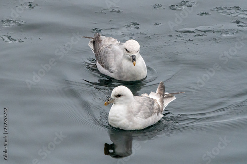 Two Northern Fulmars (Fulmarus glacialis) swimming photo