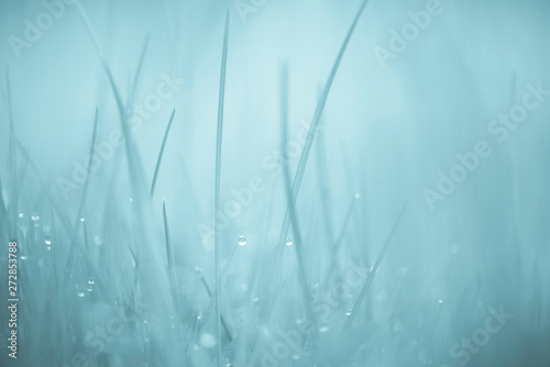 MACRO IMAGE OF GRASS WITH WATER DROPS & BOKEH USING A BLUE EFFECT