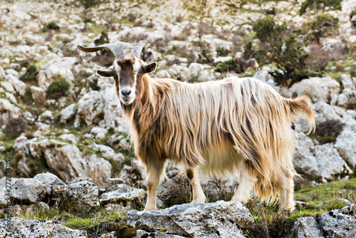 Home goat in the mountains