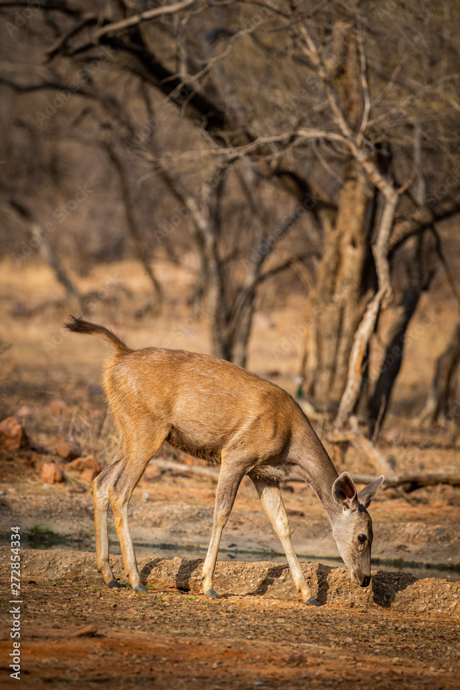 An alert tail up sambar deer or Rusa unicolor portrait in a beautiful light at ranthambore national park, rajasthan, India