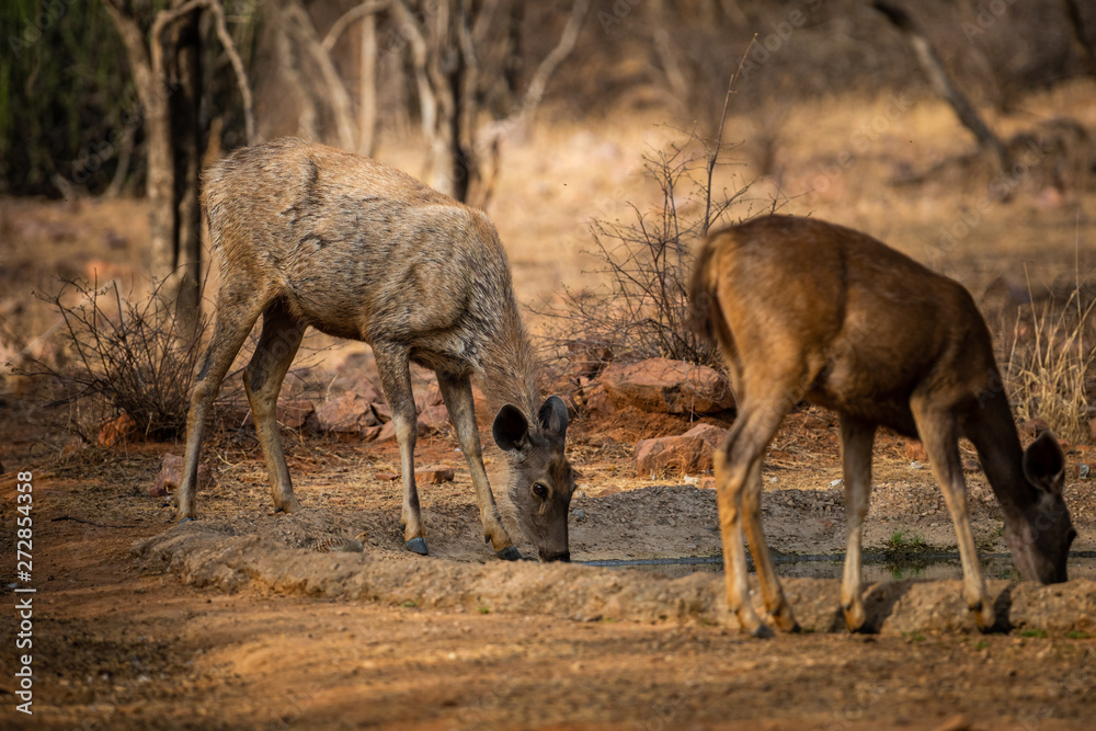 An alert tail up sambar deer or Rusa unicolor portrait in a beautiful light at ranthambore national park, rajasthan, India An alert tail up sambar deer or Rusa unicolor portrait in a beautiful light at ranthambore national park, rajasthan, India