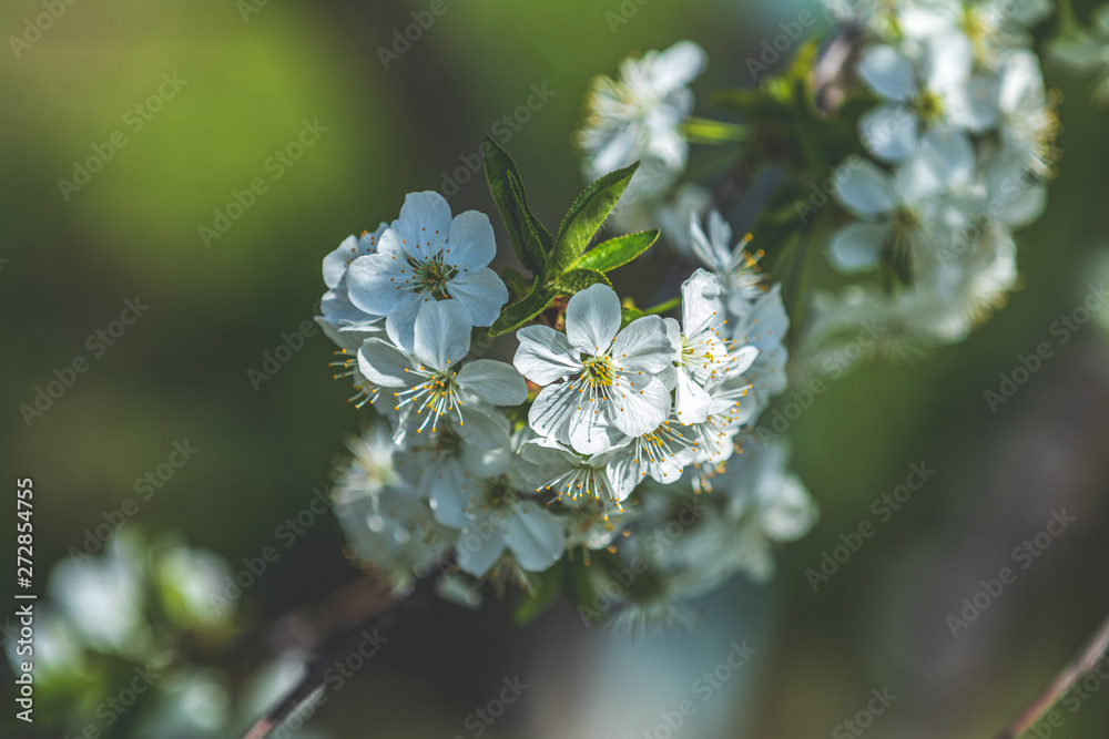 Spring background art with white cherry blossom