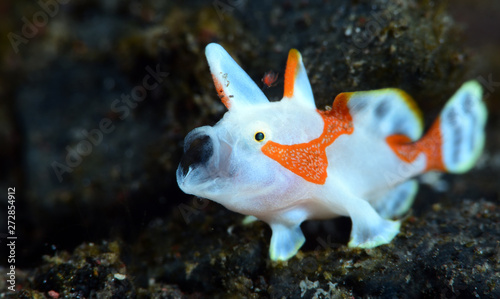 Amazing underwater world - Warty frogfish (Clown frogfish) - Antennarius maculatus. Tulamben, Bali, Indonesia