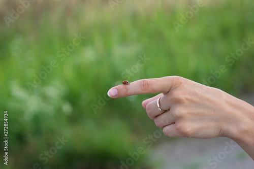 ladybug on the finger of a girl in summer © Sergey