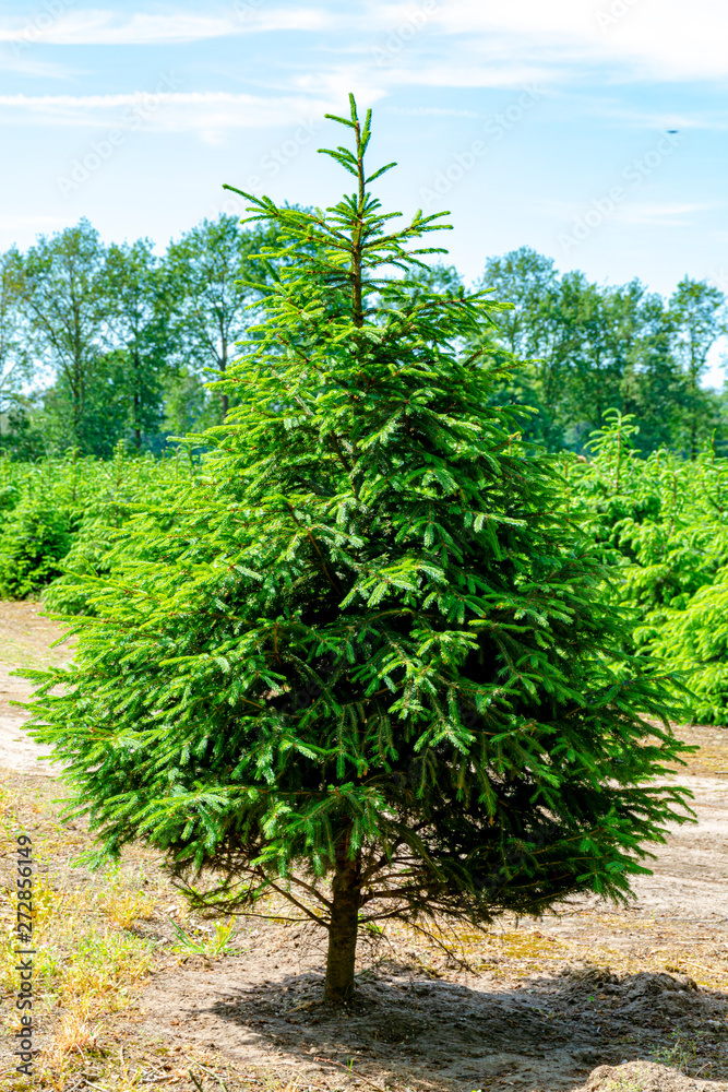 Fototapeta premium Plantation in Europe of high quality christmas trees, green nordmann fir