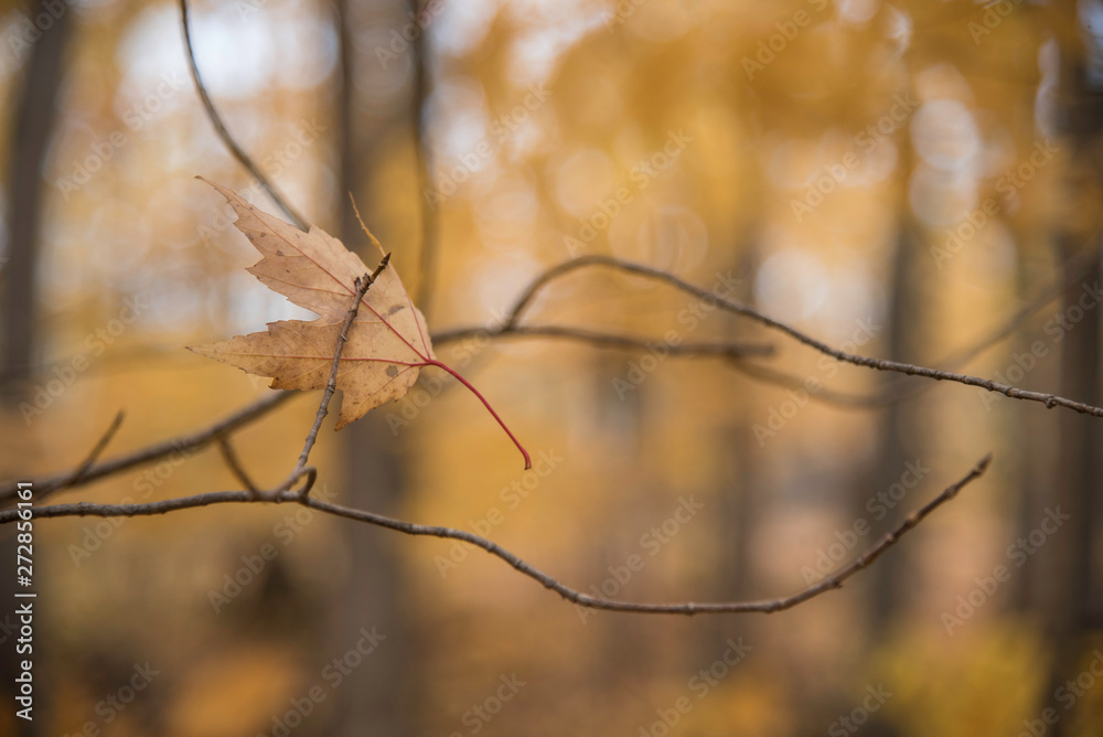 A LEAF ON A TREE IN AUTUMN A LEAF ON A TREE IN AUTUMN