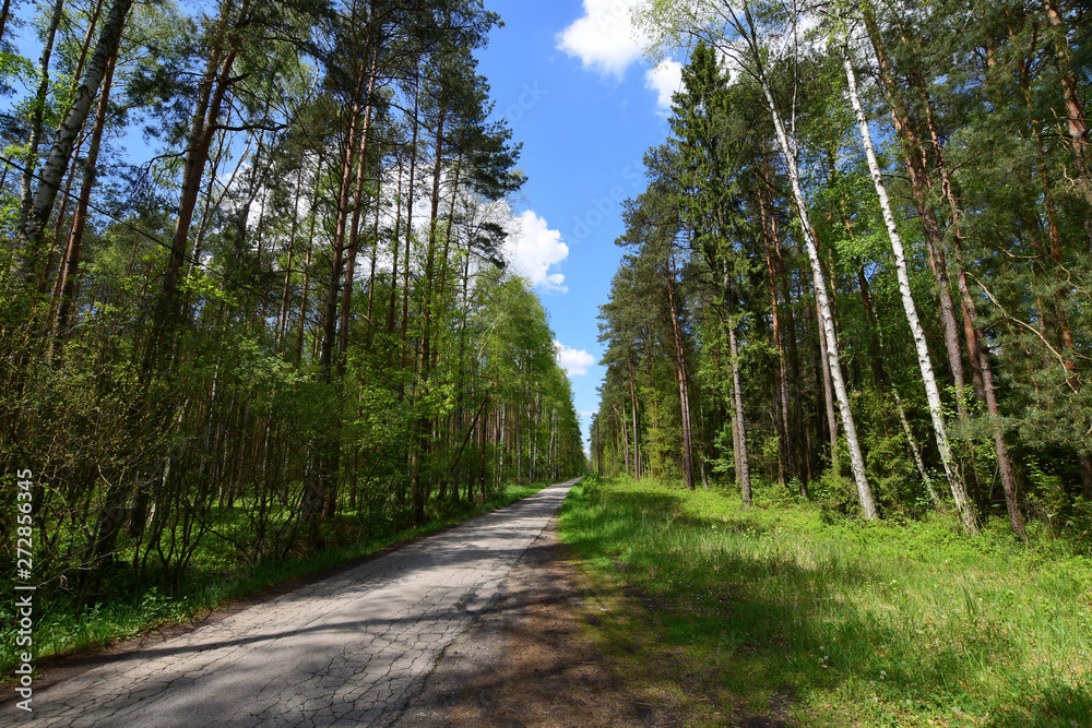 Zielony wiosenny las
