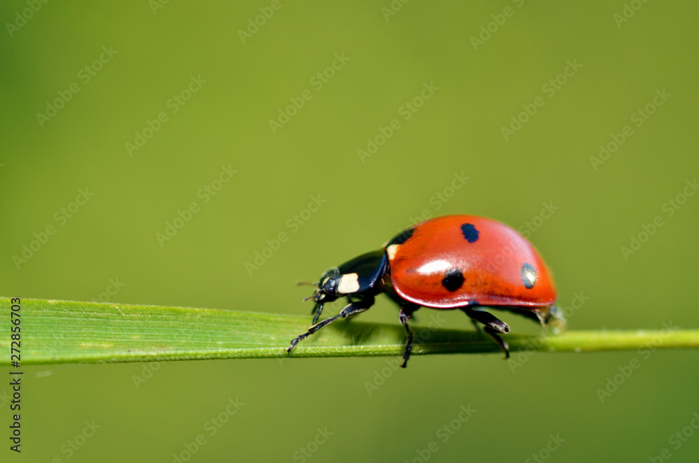 Ladybug on the plant flower. Ladybug on the plant flower.