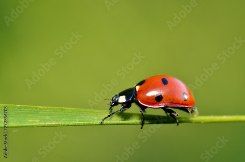Fototapeta Ladybug on the plant flower.