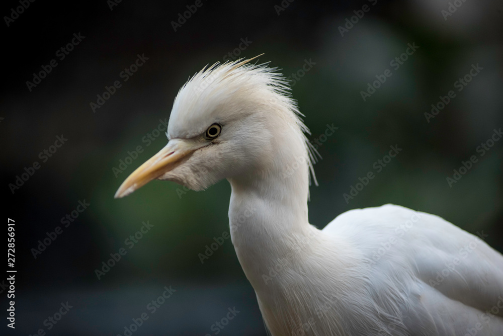AN EXOTIC BIRD AN EXOTIC BIRD