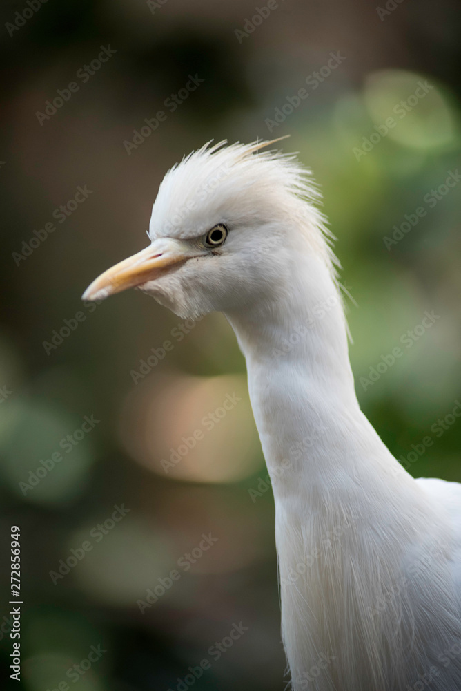 BEAUTIFUL BIRD BEAUTIFUL BIRD